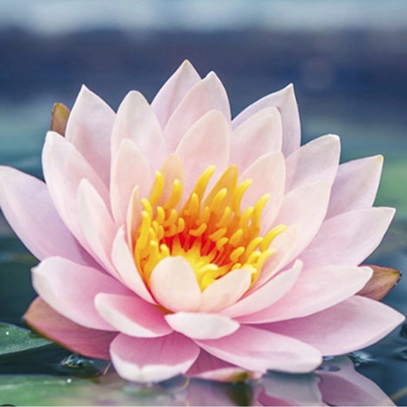 Meet your Posher, Lazandra - Picture 1 of 1